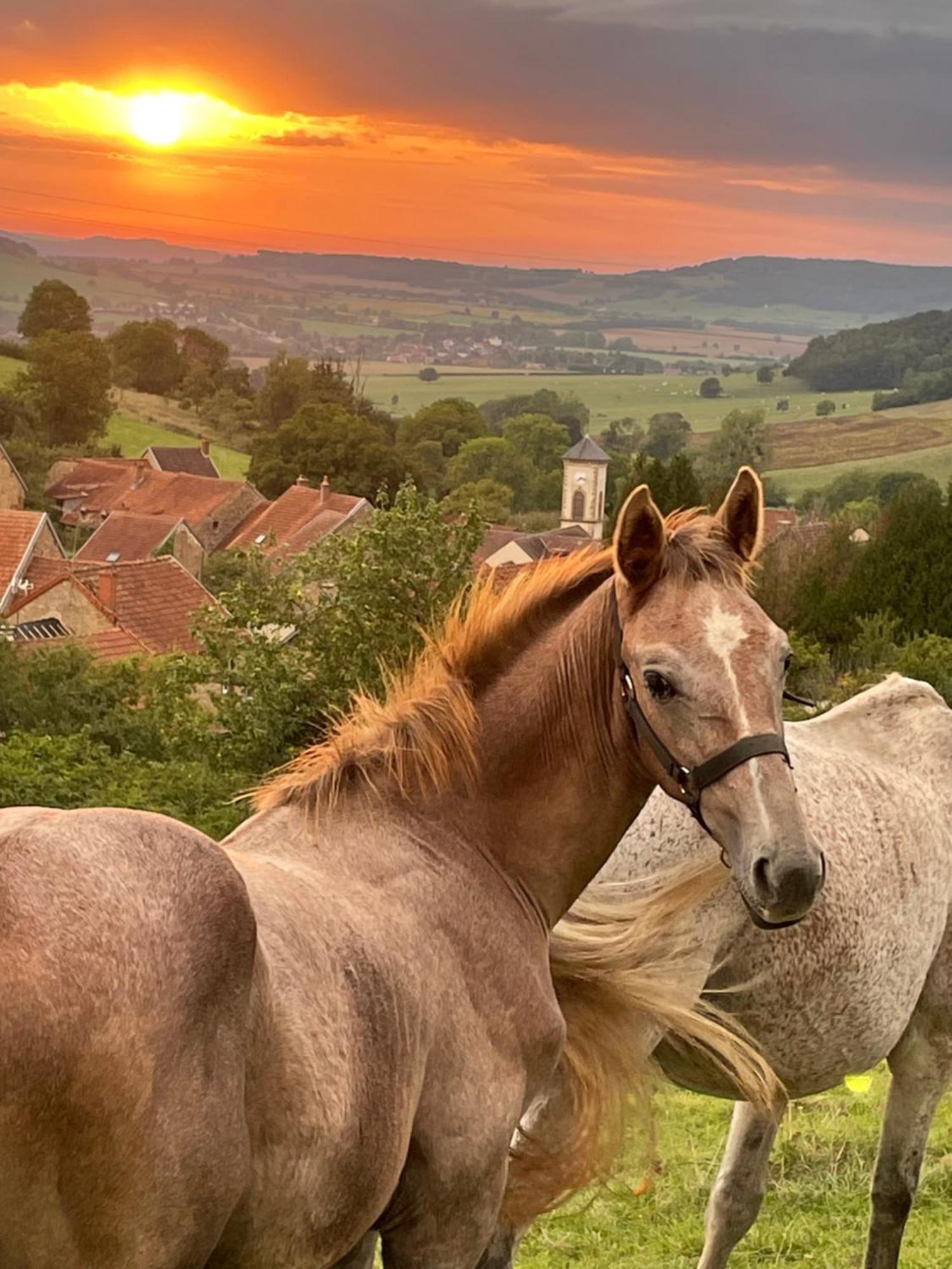 La Petite Maison Dans La Campagne Massingy-les-Vitteaux Экстерьер фото